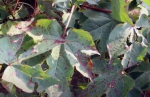 leafspot-cotton-alabama.jpg