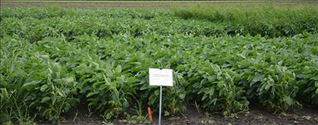 3_reasons_consider_growing_dicamba_resistant_soybeans_1_635952322008330000.jpg