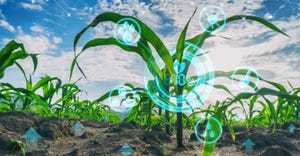 Close up of corn plants in field with technology icons