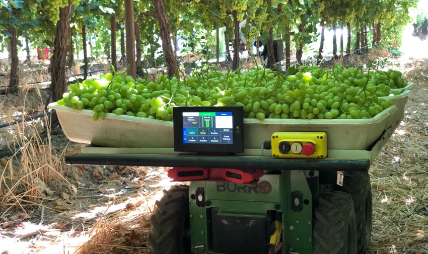 Burro_Grapes_Robot (003).jpg Burro_Grapes_Robot (003).jpg