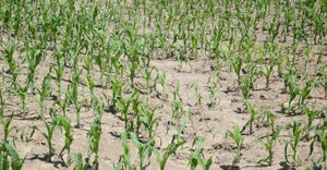 soil erosion and gully in cornfield