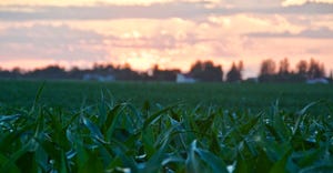 Corn stalks and farmland