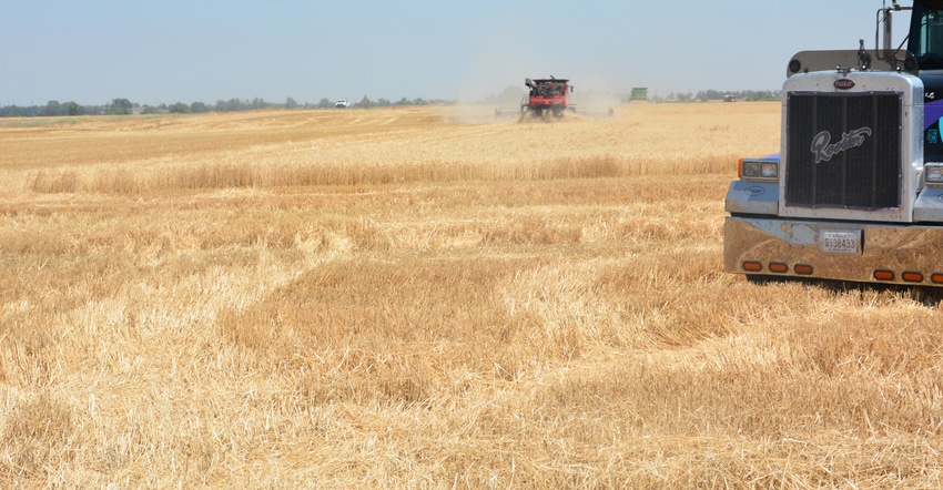 Harvesting of wheat in field