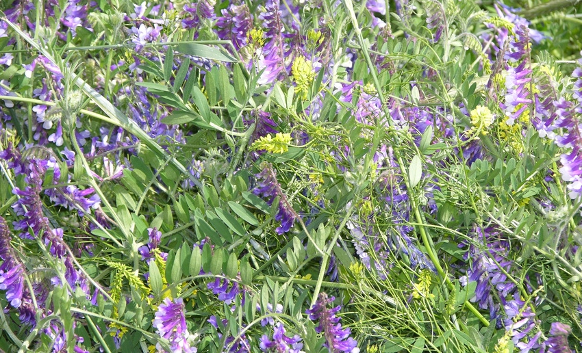 Multiple species in a cover crop Multiple species in a cover crop