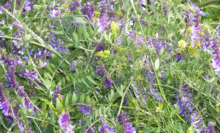 Multiple species in a cover crop