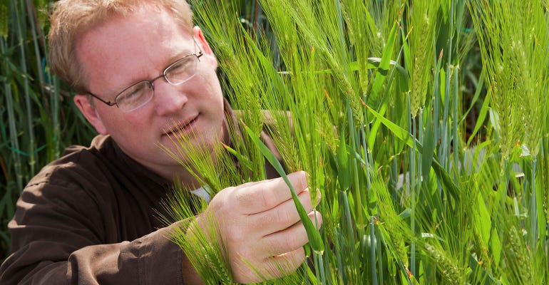 Kevin Smith, U-M oat and barley breeder, examines seed heads