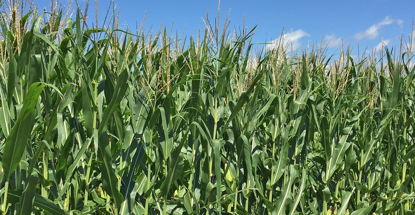 tall tasseled corn plants tall tasseled corn plants