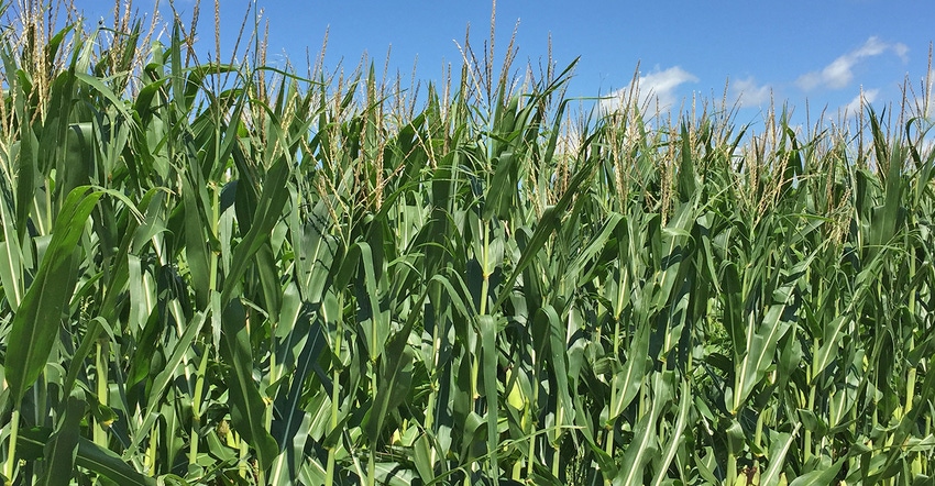 tall tasseled corn plants