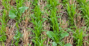 Close-up of cover crops growing between rows winter wheat