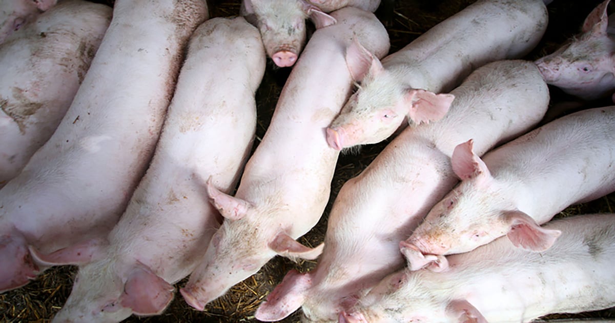 Latest hog report signals limited supply growth