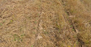 Nutsedge and dandelions growing in no-till field where corn plants are emerging