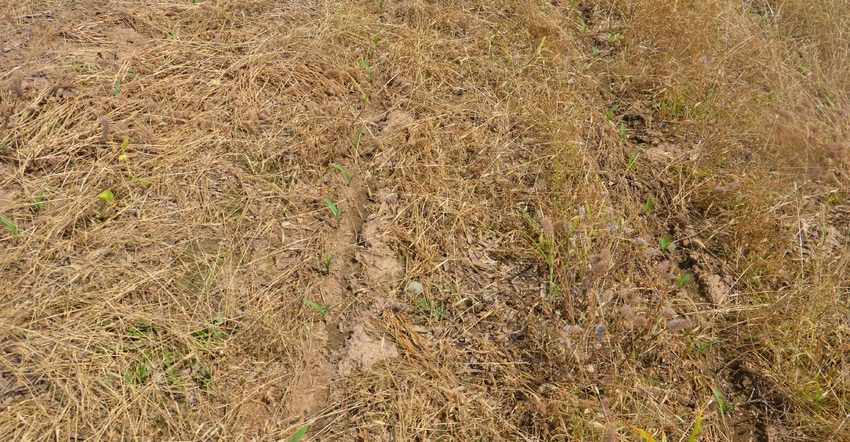Nutsedge and dandelions growing in no-till field where corn plants are emerging