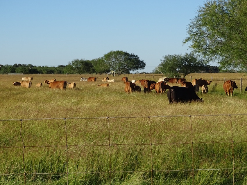 Cattle grazing on Lukefahr ranch in Texas