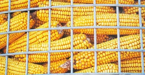 closeup of ears of corn