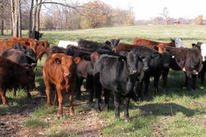 Young breeding stock on pasture