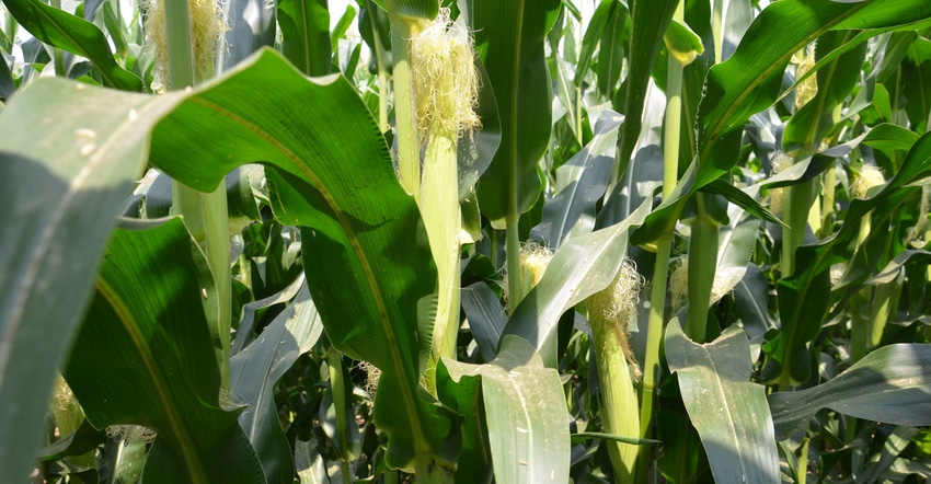cornstalk up close