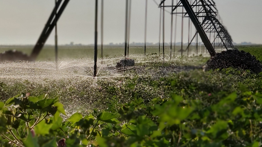 irrigating cotton