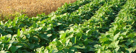 40_top_soybean_variety_picks_northeast_1_635551499826385418.jpg