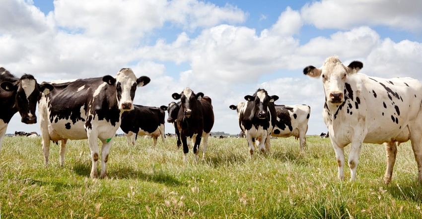 A herd of Holstein cows on pasture