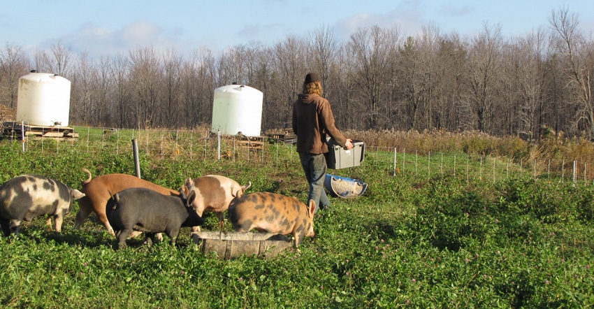 Lucas de Graff feeds pigs on his family’s Grindstone Farm
