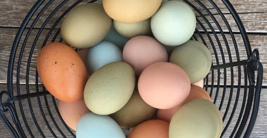 natalie-patterson-allcorn-eggs.jpg natalie-patterson-allcorn-eggs.jpg
