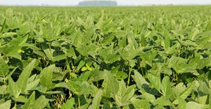 soybean-plants-dfp-staff.jpg