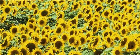 california_alfalfa_seed_company_acquires_sorghum_sunflower_seed_company_1_636017758526844207.jpg