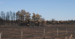 Pasture damaged by wildfires