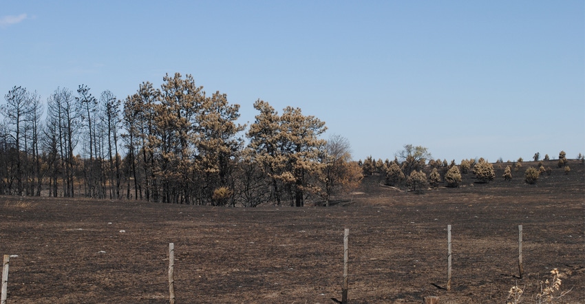 Pasture damaged by wildfires