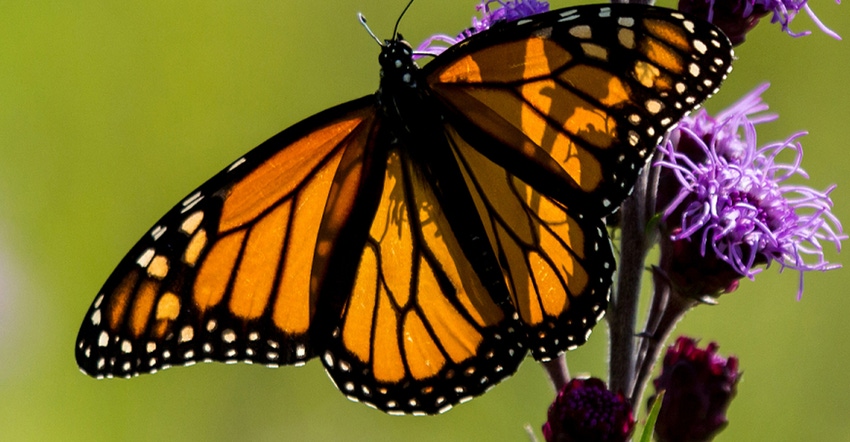closeup of monarch butterfly