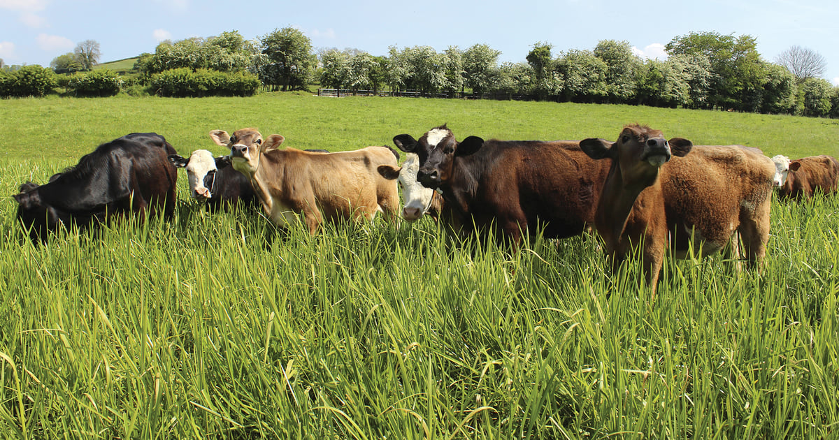 Beef: What does the consumer want?