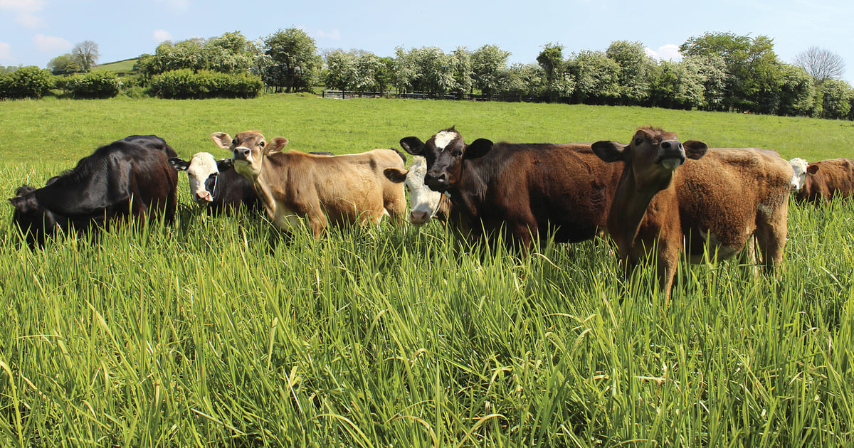 Beef Crops Beef: What does the consumer want?