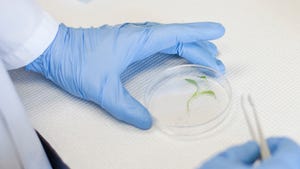 Scientist with plant in petri dish