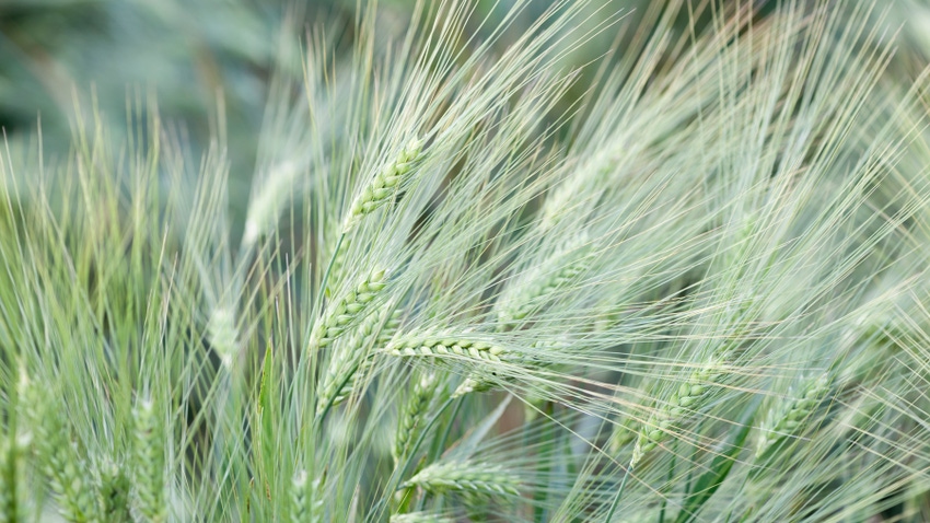 field of barley