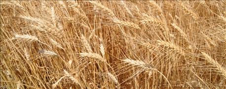 wheat_growers_review_state_national_issues_annual_meeting_1_635754408303142381.jpg