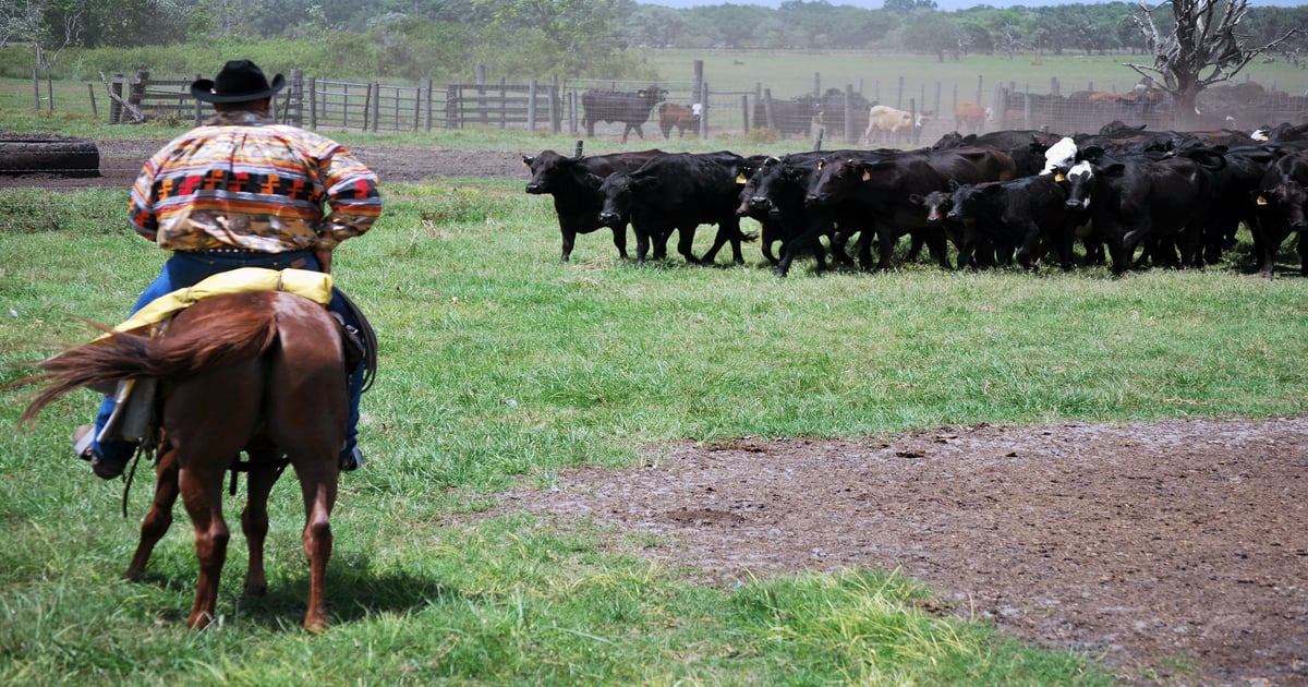 Florida ranchers keep adding acres to conservation easements