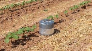 Drip irrigation in cotton field