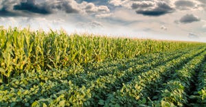 Getty corn and soybean field early fall.jpg