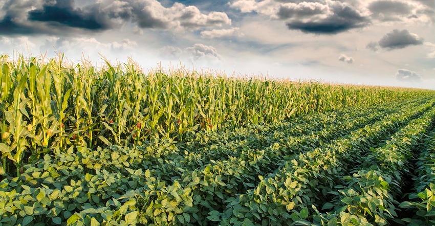 Getty corn and soybean field early fall.jpg Getty corn and soybean field early fall.jpg