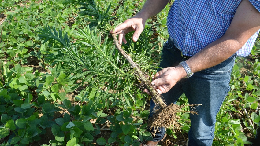 Marestail weed pulled from the ground with roots
