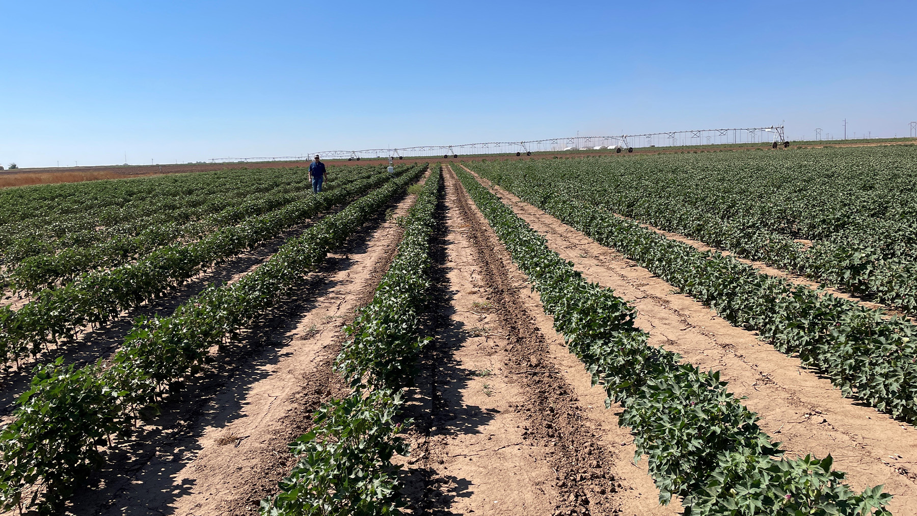wide-row rainfed cotton