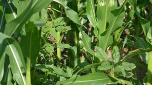 weeds growing among corn plants