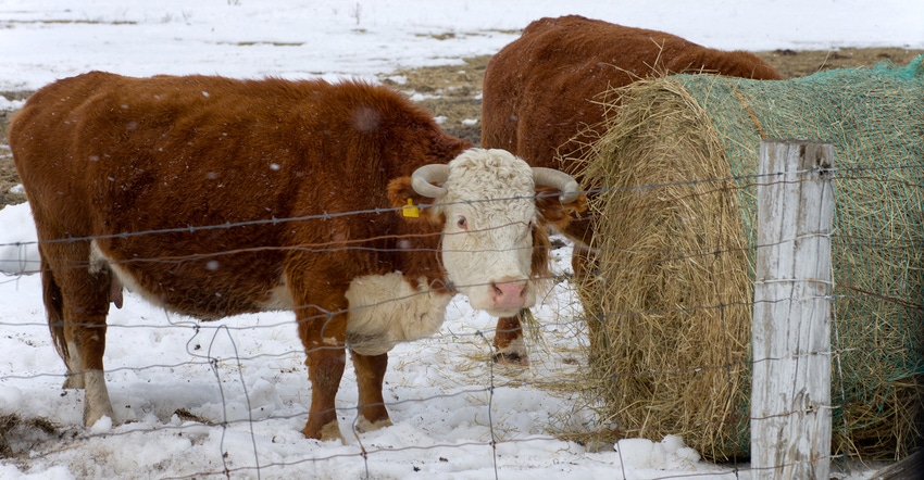 A hereford cow on a snowy day eating at a round bale