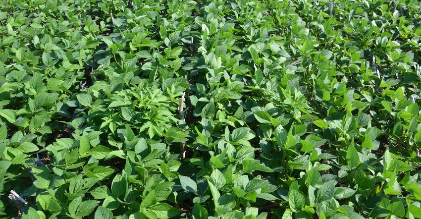 ragweed in soybean field