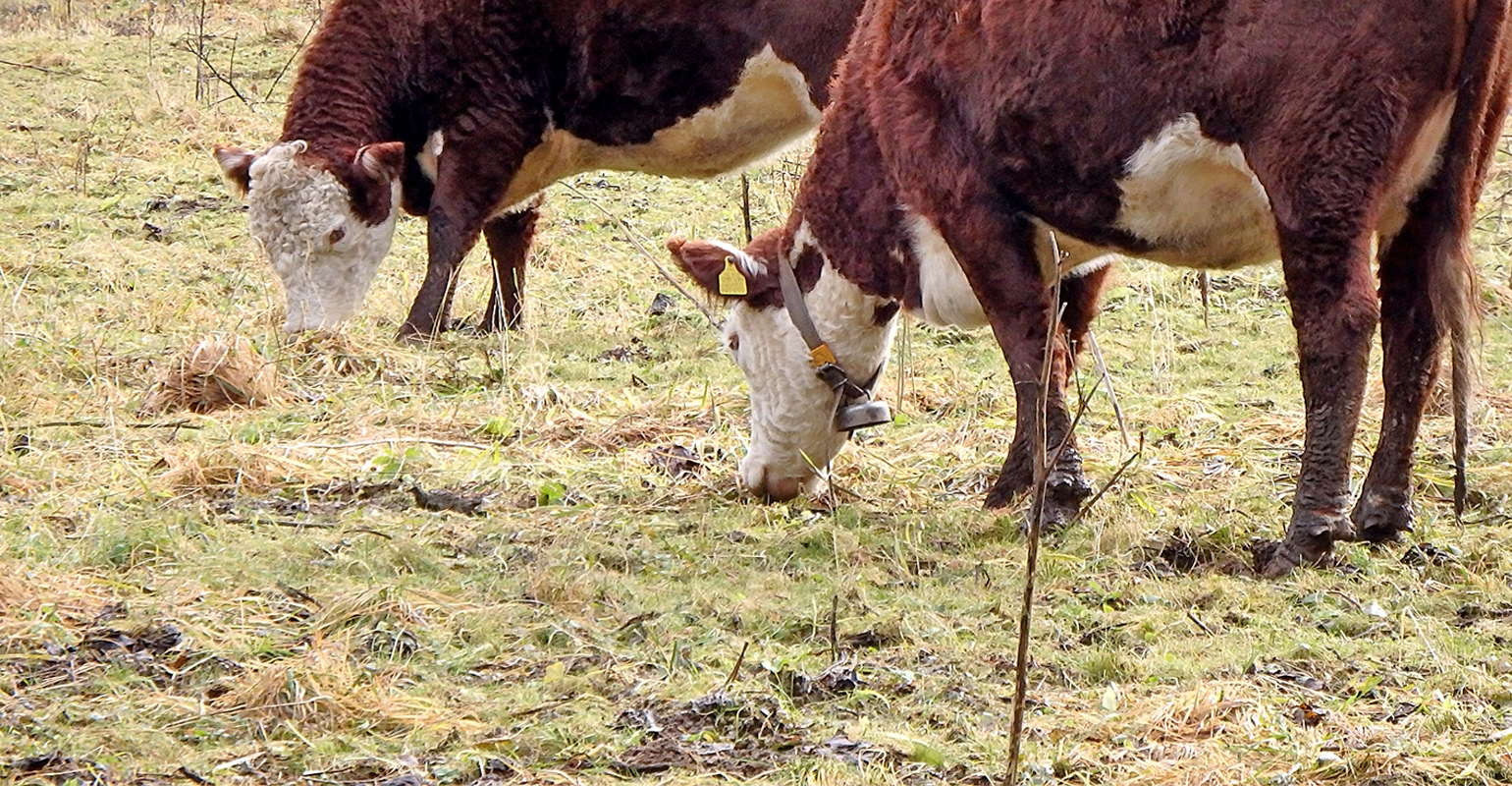 Avoid Fescue Foot Stop Grubbing Pastures Into The Ground 6948