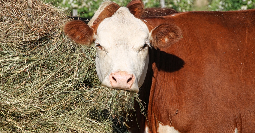 Simmental steer with a mouthful of hay
