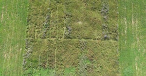 aerial image of pasture weed control project at Purdue’s Scholer Beef Farm