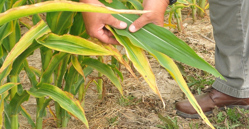 potassium-deficient corn leaves vs. normal leaves