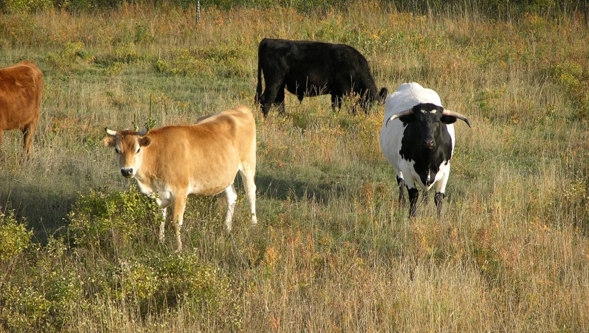 Cattle continuous grazing