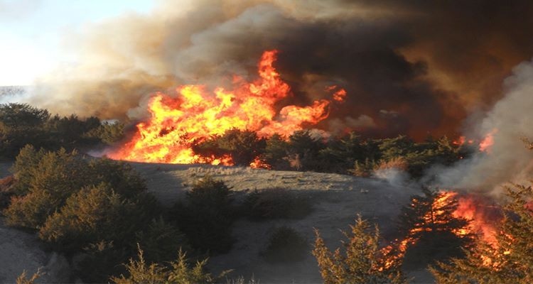 1-4-21 trees-burning-photo-farmers-blog-image_1.jpg 1-4-21 trees-burning-photo-farmers-blog-image_1.jpg